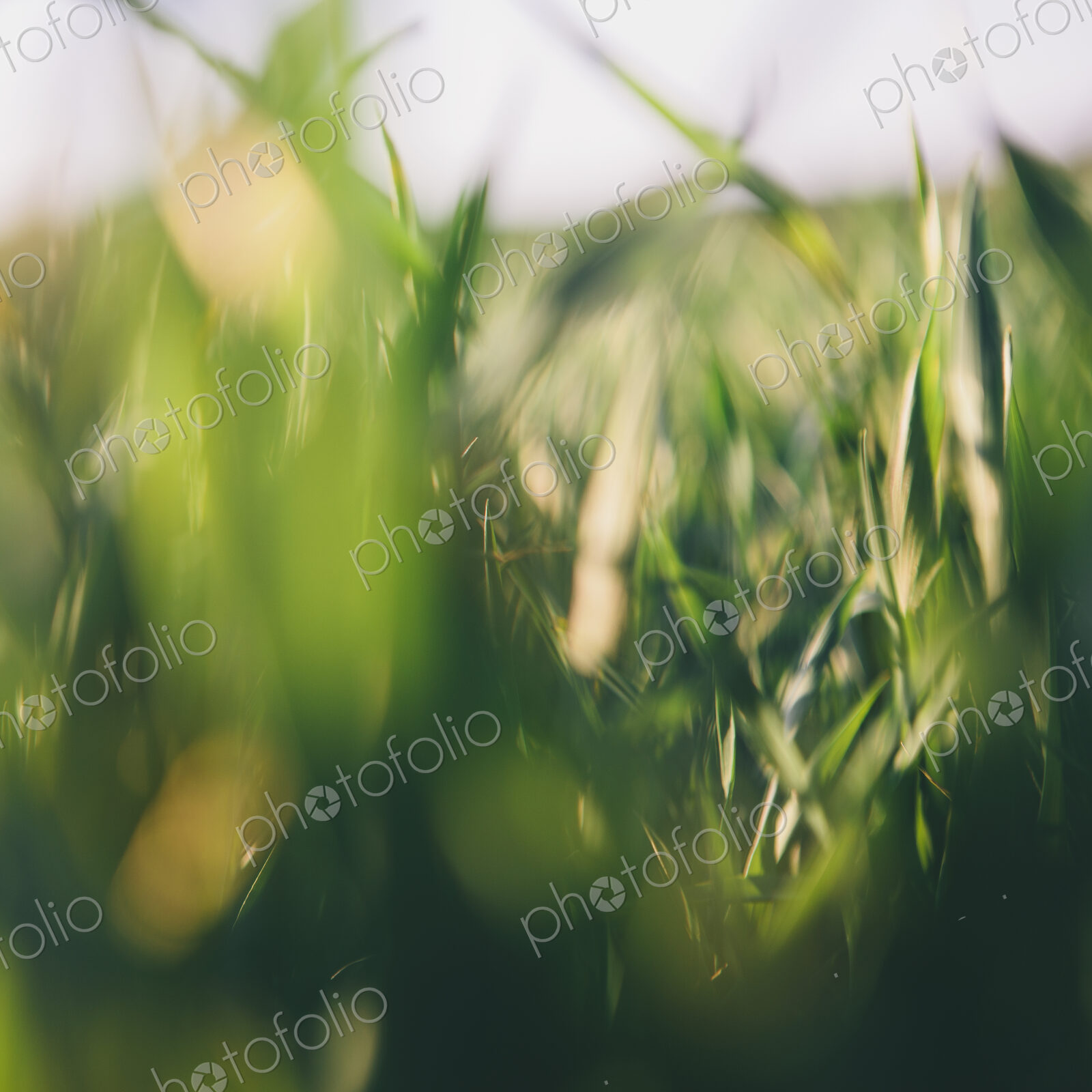 A close up view of a food crop, cultivated wheat growing in a field near Pullman,…