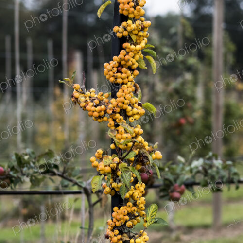 A cluster of yellow malus berries, small crab apples on a tree in an orchard.