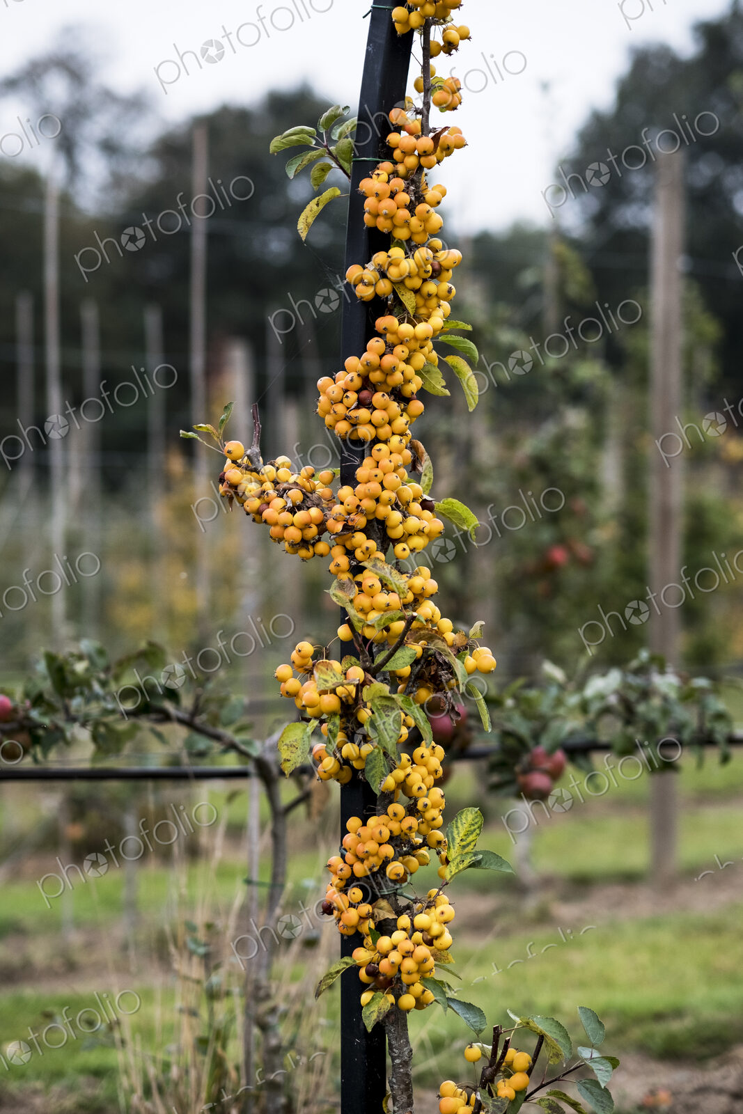 A cluster of yellow malus berries, small crab apples on a tree in an orchard.
