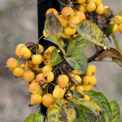 A cluster of yellow malus berries, small crab apples on a tree in an orchard.