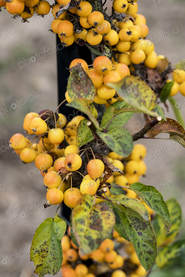 A cluster of yellow malus berries, small crab apples on a tree in an orchard.