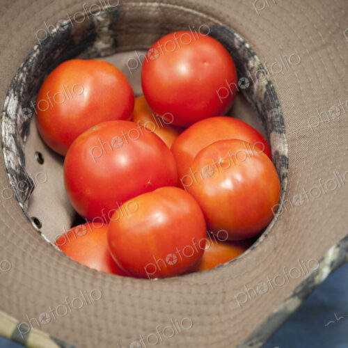 A clutch of fresh ripe red tomatoes, collected in an upturned hat. A clutch of fresh ripe red tomatoes, collected in an upturned hat.