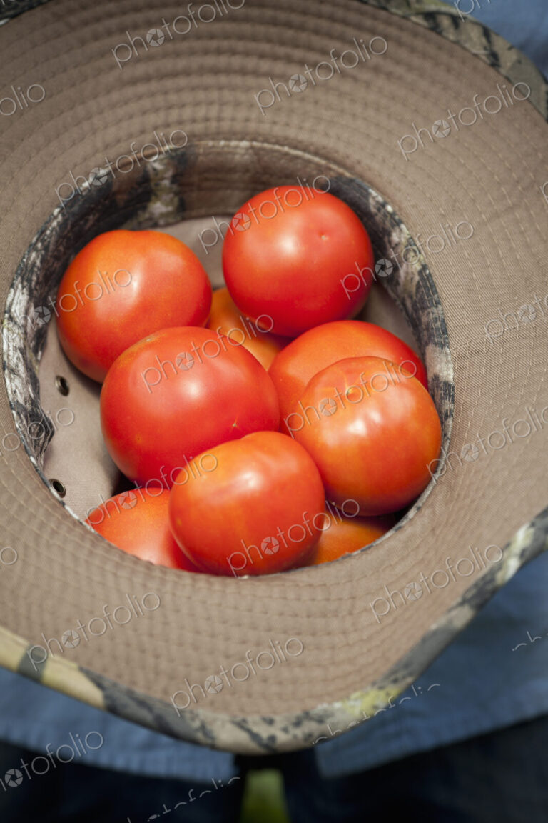 A clutch of fresh ripe red tomatoes, collected in an upturned hat.