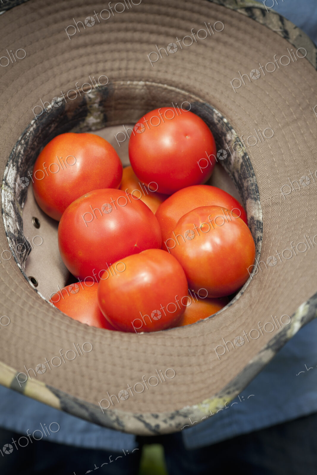 A clutch of fresh ripe red tomatoes, collected in an upturned hat.