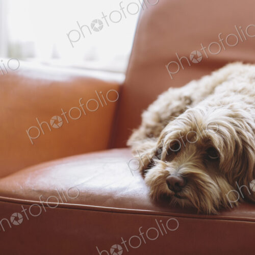 A cockapoo mixed breed dog, a cocker spaniel poodle cross, a family pet A cockapoo mixed breed dog, a cocker spaniel poodle cross, a family pet