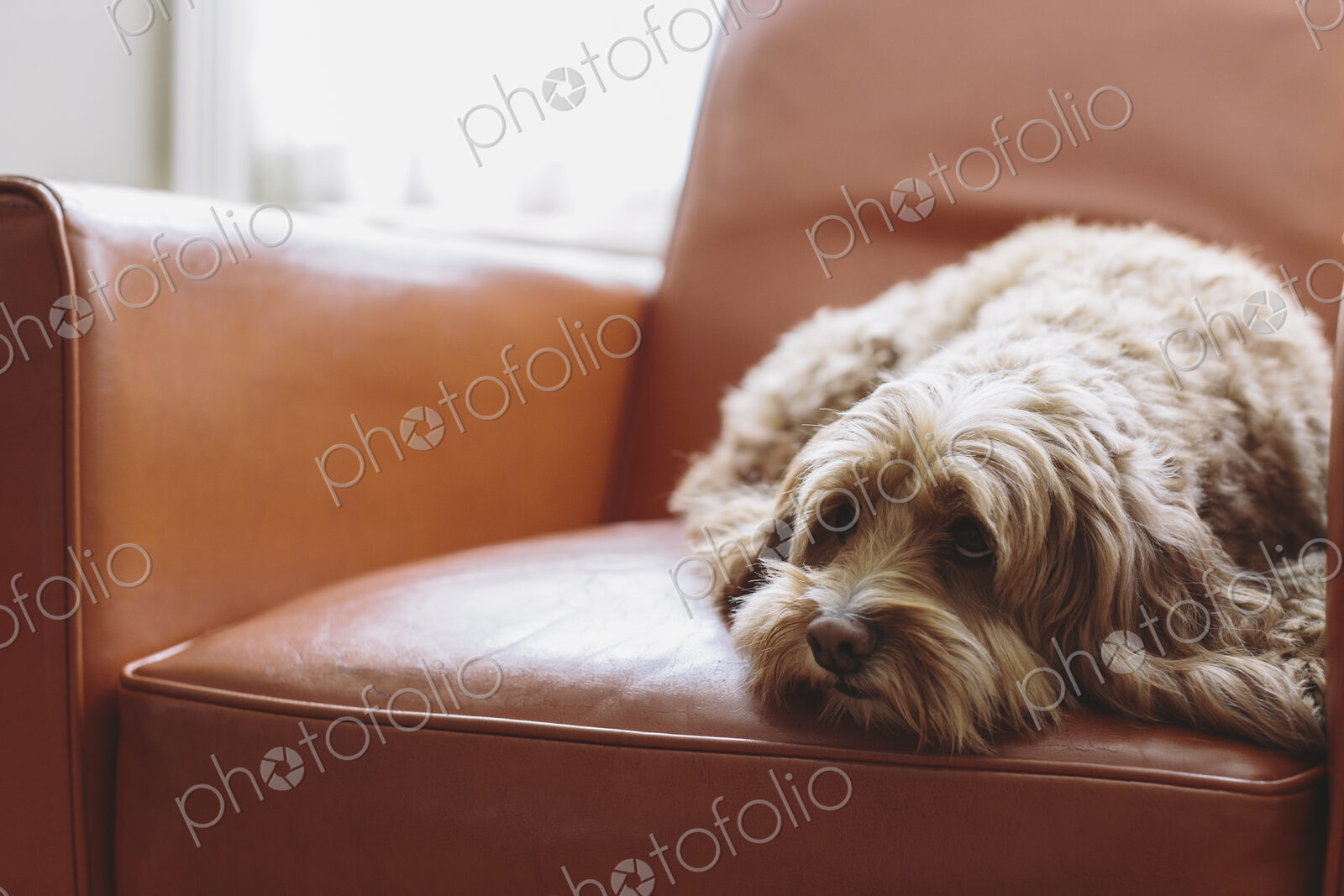 A cockapoo mixed breed dog, a cocker spaniel poodle cross, a family pet