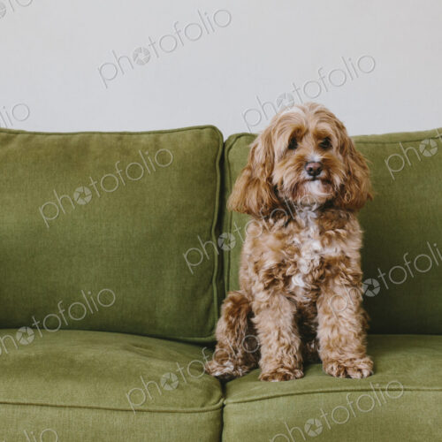 A cockapoo mixed breed dog, a cocker spaniel poodle cross, a family pet with brown… A cockapoo mixed breed dog, a cocker spaniel poodle cross, a family pet with brown…