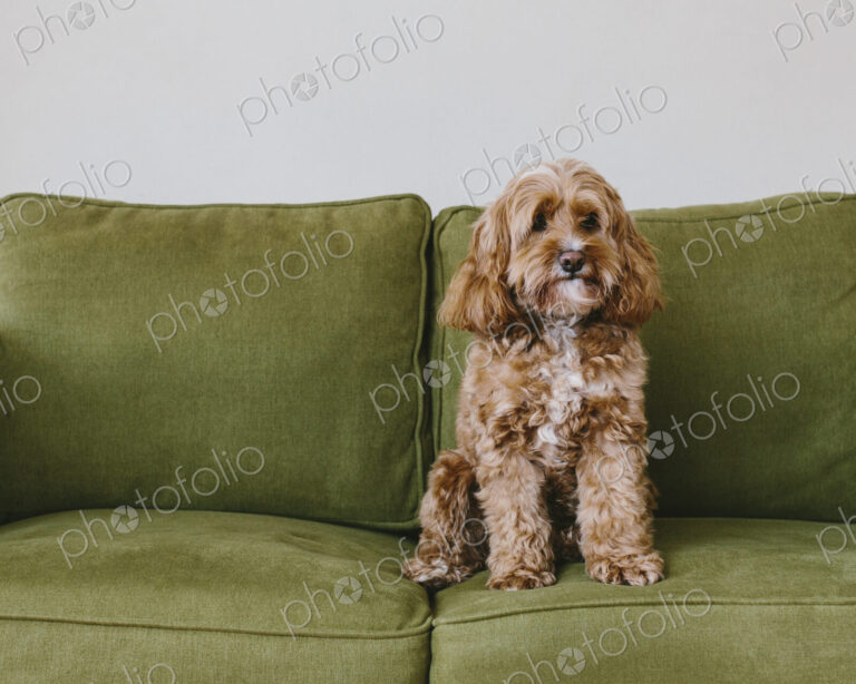 A cockapoo mixed breed dog, a cocker spaniel poodle cross, a family pet with brown…