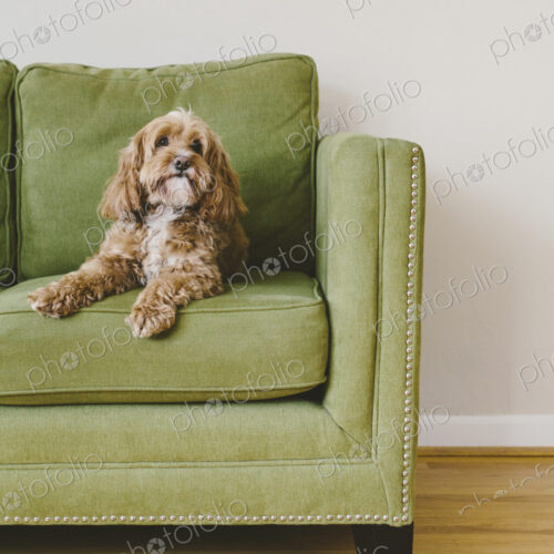 A cockapoo mixed breed dog, a cocker spaniel poodle cross, a family pet with brown… A cockapoo mixed breed dog, a cocker spaniel poodle cross, a family pet with brown…