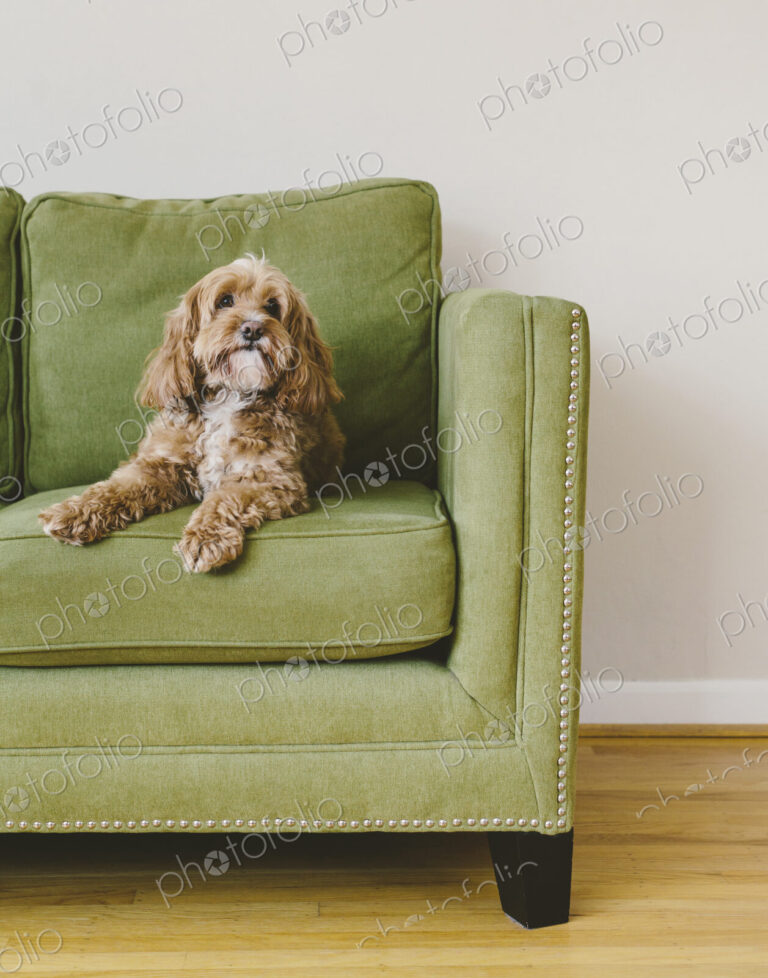 A cockapoo mixed breed dog, a cocker spaniel poodle cross, a family pet with brown…