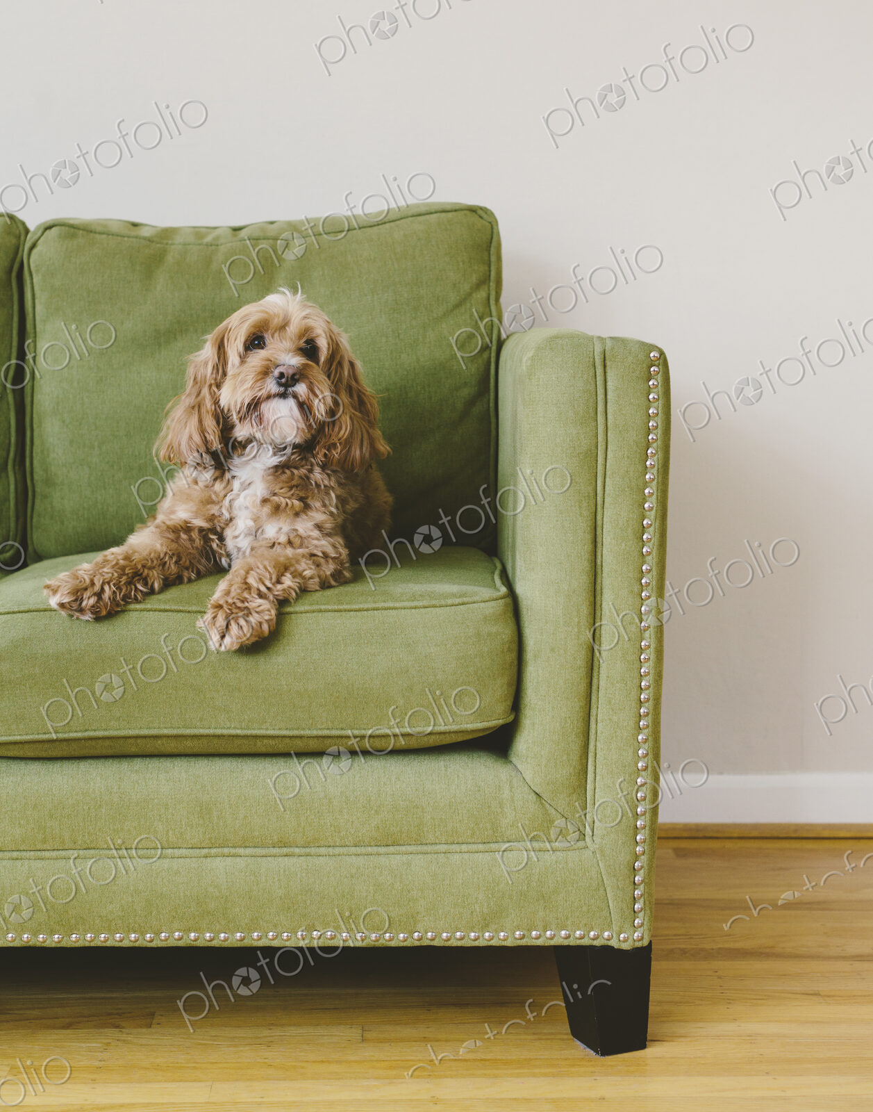 A cockapoo mixed breed dog, a cocker spaniel poodle cross, a family pet with brown…