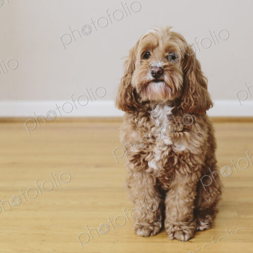 A cockapoo mixed breed dog, a cocker spaniel poodle cross, a family pet with brown… A cockapoo mixed breed dog, a cocker spaniel poodle cross, a family pet with brown…