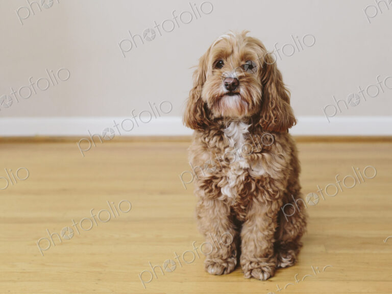 A cockapoo mixed breed dog, a cocker spaniel poodle cross, a family pet with brown…