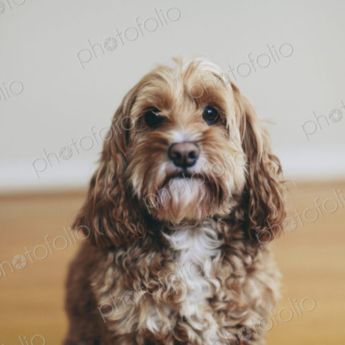 A cockapoo mixed breed dog, a cocker spaniel poodle cross, a family pet with brown… A cockapoo mixed breed dog, a cocker spaniel poodle cross, a family pet with brown…