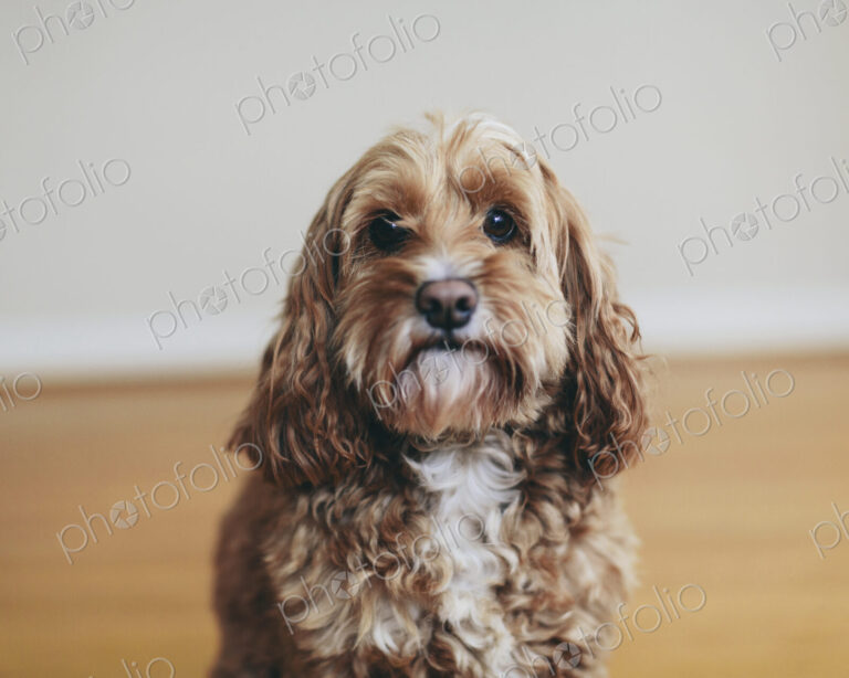A cockapoo mixed breed dog, a cocker spaniel poodle cross, a family pet with brown…
