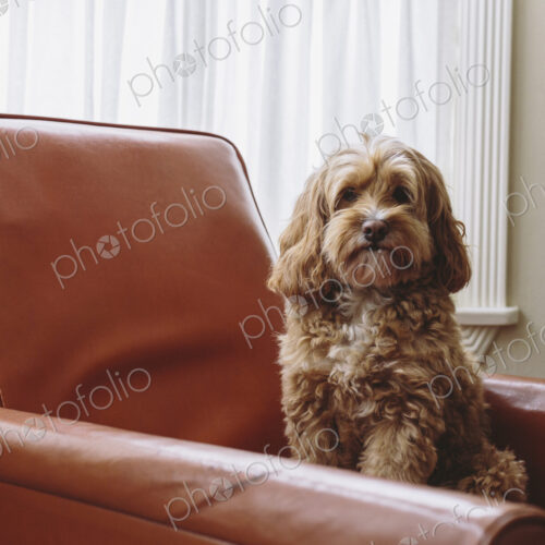 A cockapoo mixed breed dog, a cocker spaniel poodle cross, a family pet with brown… A cockapoo mixed breed dog, a cocker spaniel poodle cross, a family pet with brown…