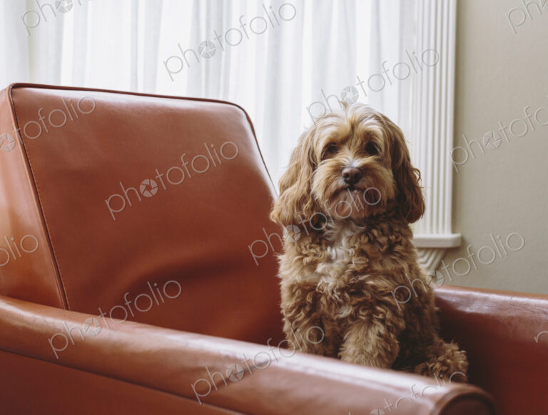 A cockapoo mixed breed dog, a cocker spaniel poodle cross, a family pet with brown…