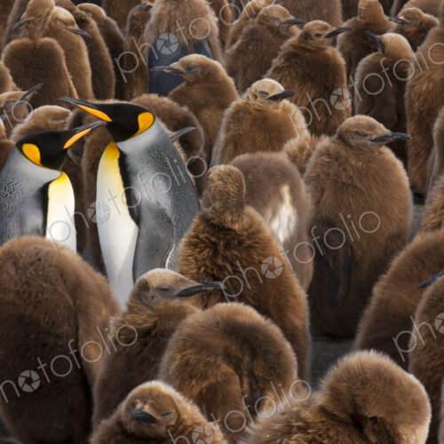 A colony of King Penguins, Aptenodytes patagonicus. Fledgling chicks with brown fluffy… A colony of King Penguins, Aptenodytes patagonicus. Fledgling chicks with brown fluffy…