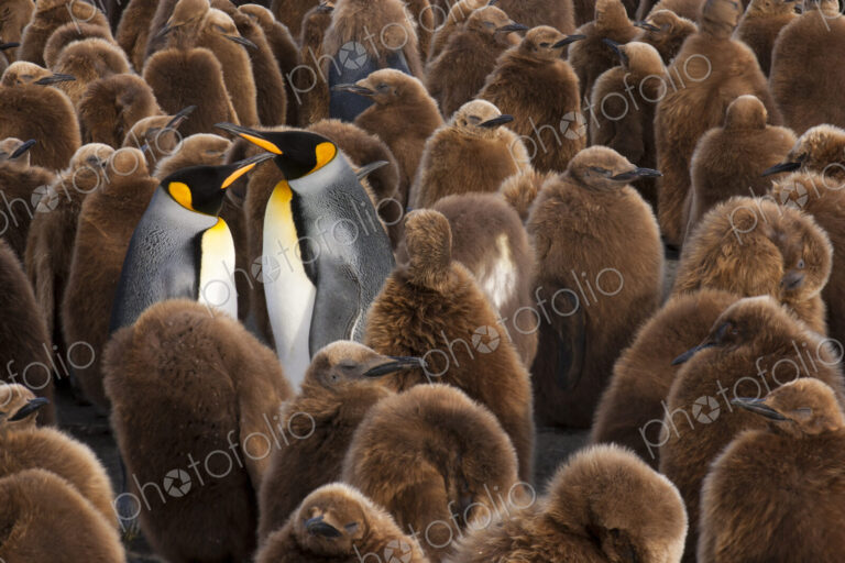A colony of King Penguins, Aptenodytes patagonicus. Fledgling chicks with brown fluffy…