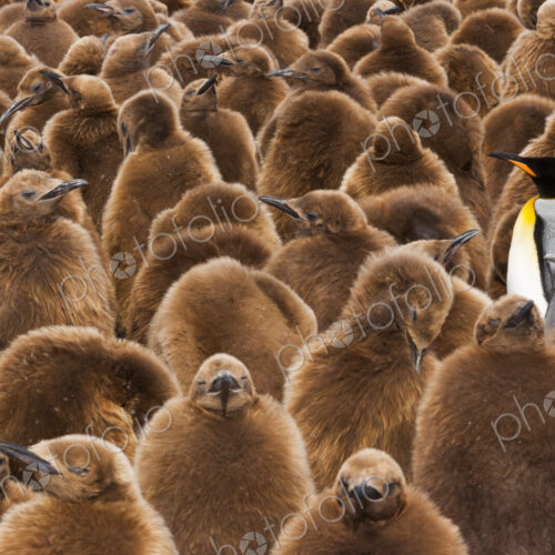 A colony of King Penguins, Aptenodytes patagonicus. Fledgling chicks with brown fluffy…