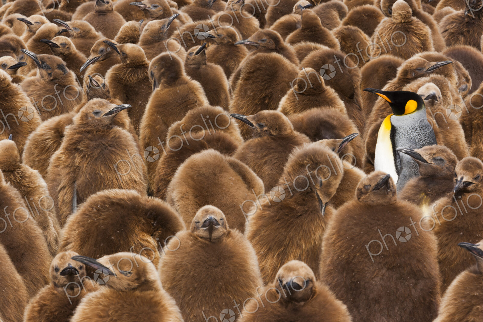A colony of King Penguins, Aptenodytes patagonicus. Fledgling chicks with brown fluffy…