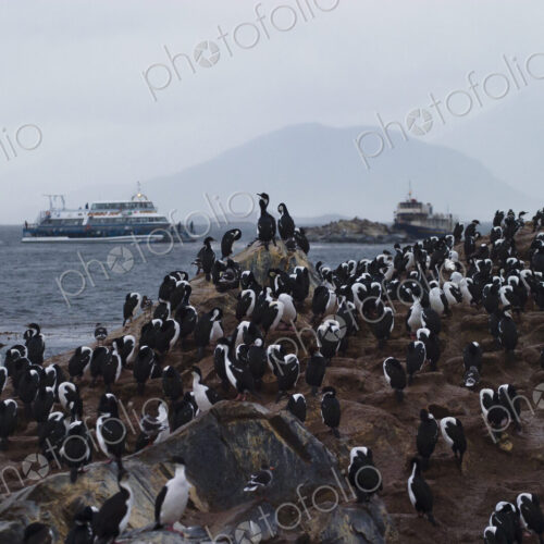 A colony of cormorant birds on an island in the Beagle Channel in Ushuaia, Argentina. A colony of cormorant birds on an island in the Beagle Channel in Ushuaia, Argentina.