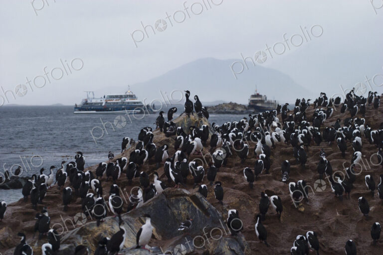A colony of cormorant birds on an island in the Beagle Channel in Ushuaia, Argentina.