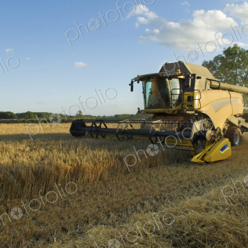A combine harvester driver working in a field, harvesting a cerial crop. A combine harvester driver working in a field, harvesting a cerial crop.