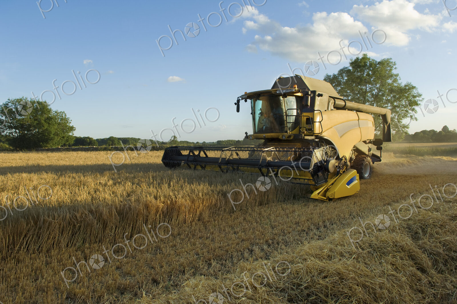 A combine harvester driver working in a field, harvesting a cerial crop.