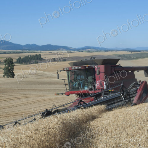 A combine harvester working a field, driving across the undulating landscape cutting…