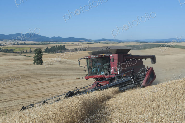 A combine harvester working a field, driving across the undulating landscape cutting…