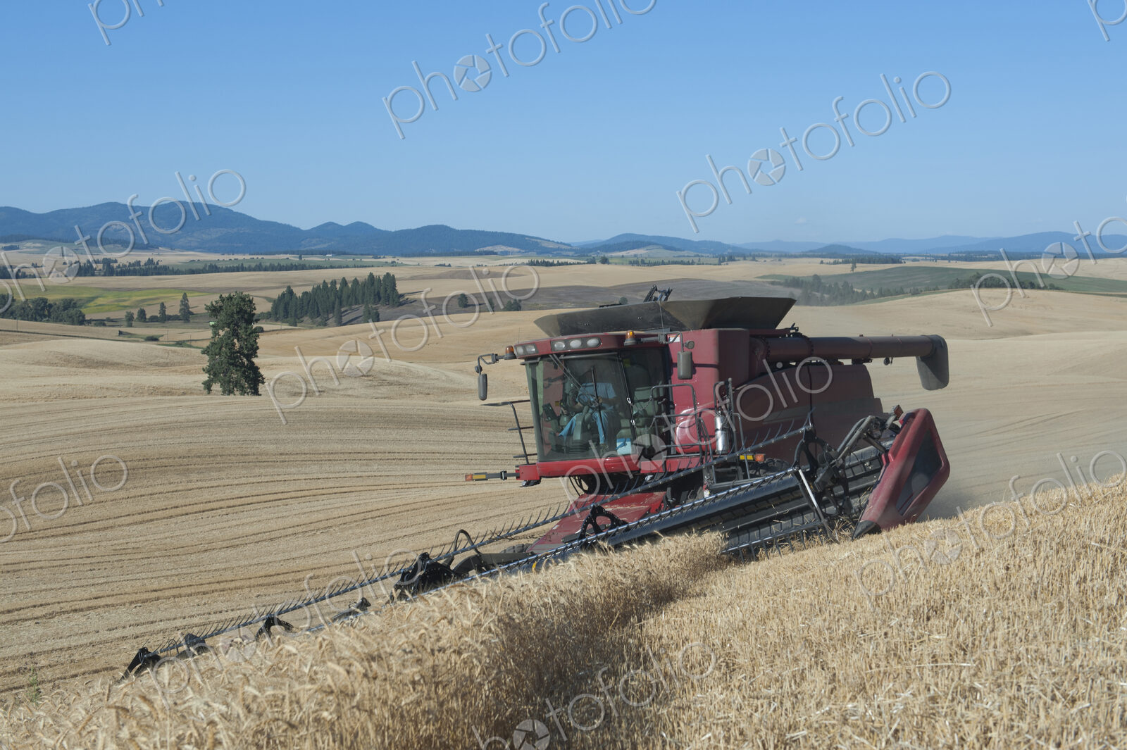 A combine harvester working a field, driving across the undulating landscape cutting…