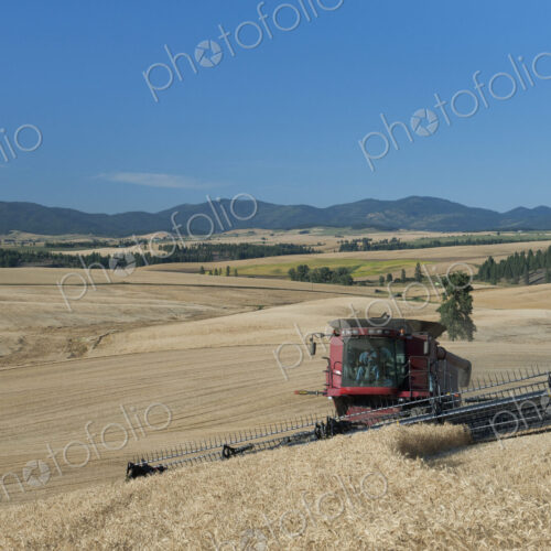 A combine harvester working a field, driving across the undulating landscape cutting…