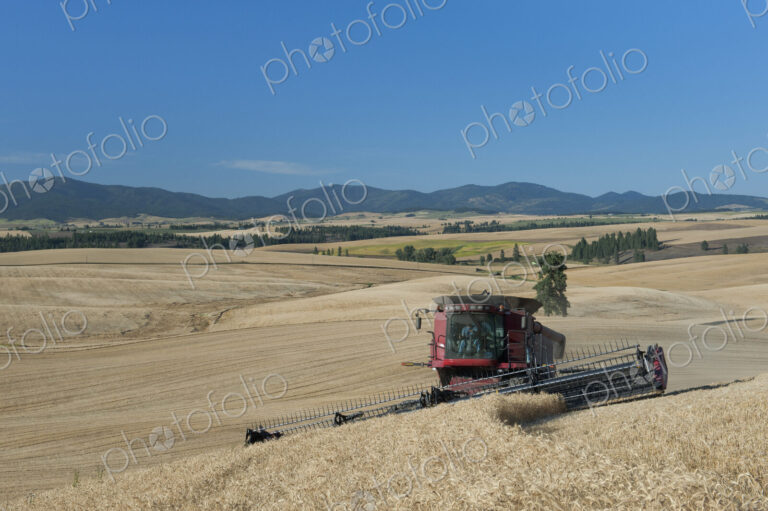 A combine harvester working a field, driving across the undulating landscape cutting…