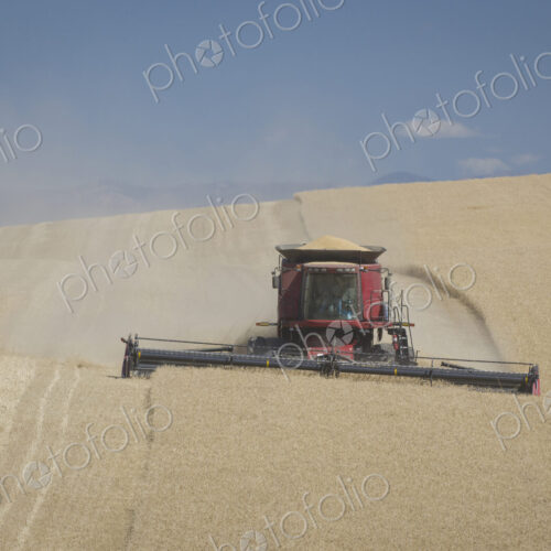 A combine harvester working across a field, driving across the undulating landscape,…