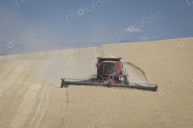 A combine harvester working across a field, driving across the undulating landscape,…