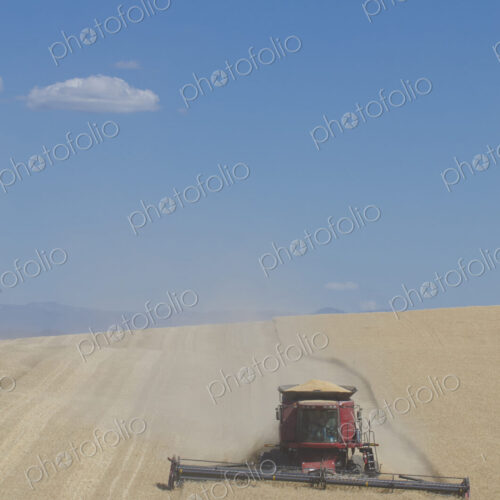A combine harvester working across a field, driving across the undulating landscape,…