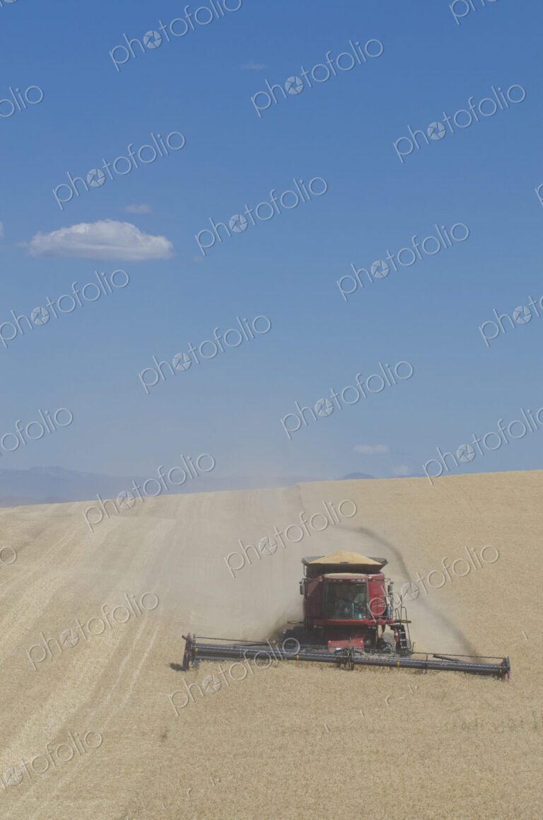 A combine harvester working across a field, driving across the undulating landscape,…
