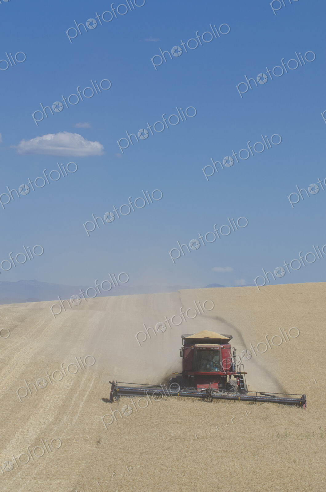 A combine harvester working across a field, driving across the undulating landscape,…
