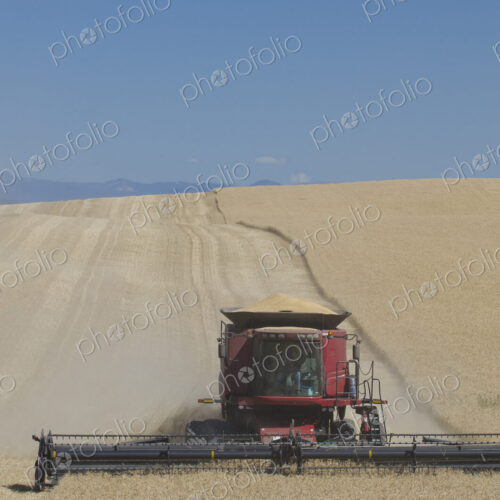 A combine harvester working across a field, driving across the undulating landscape,…