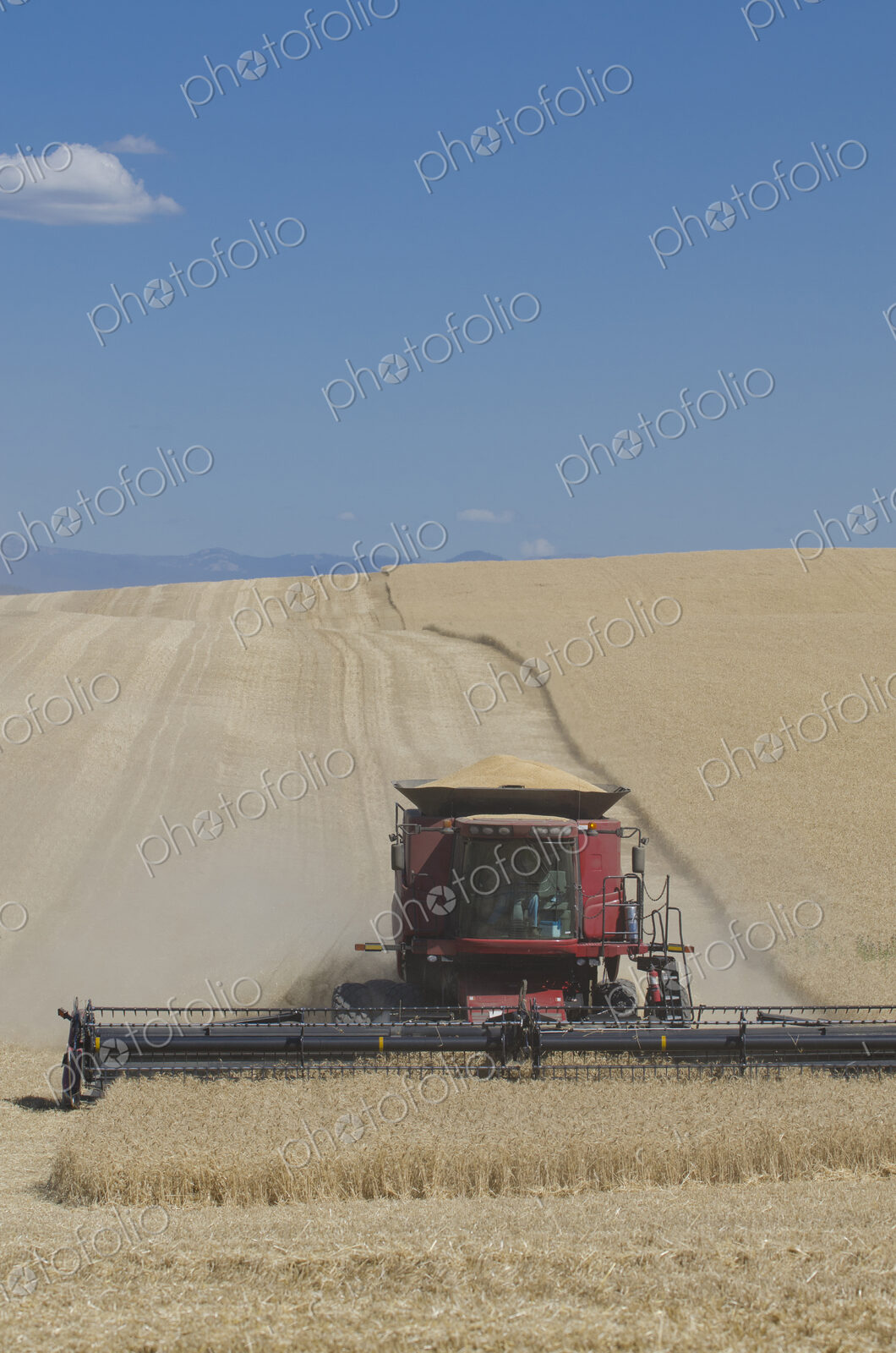 A combine harvester working across a field, driving across the undulating landscape,…