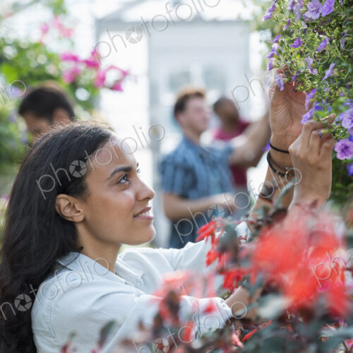 A commercial greenhouse in a plant nursery growing organic flowers. A group of people… A commercial greenhouse in a plant nursery growing organic flowers. A group of people…