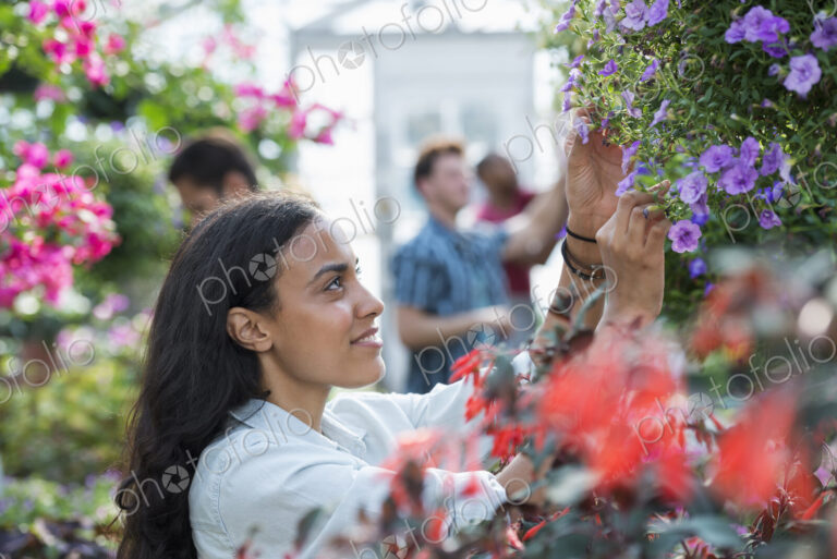 A commercial greenhouse in a plant nursery growing organic flowers. A group of people…