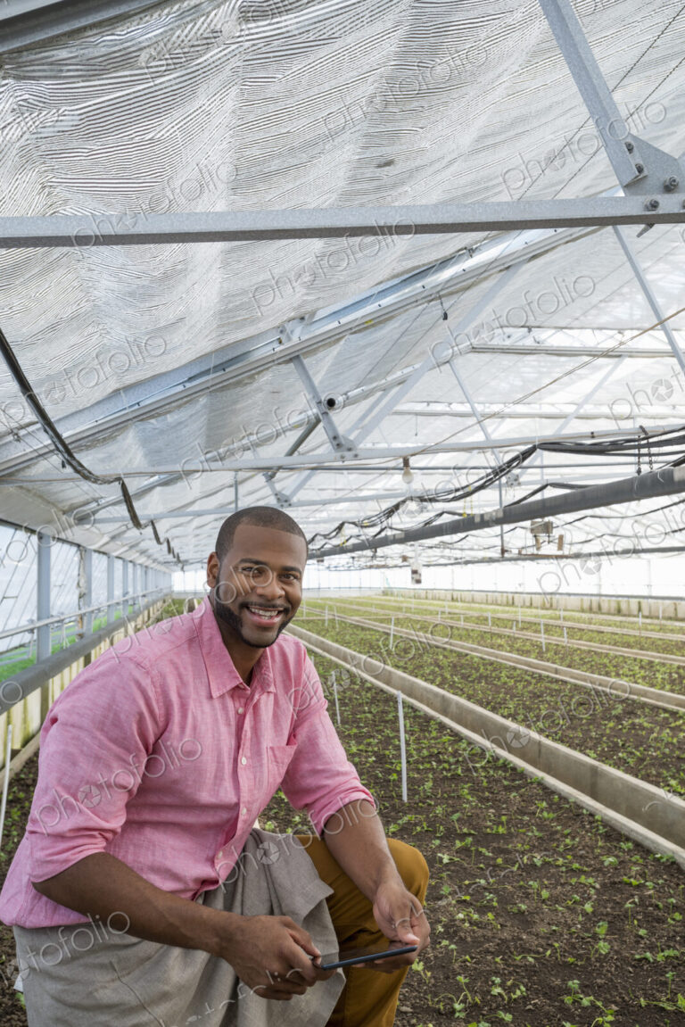 A commercial greenhouse in a plant nursery growing organic flowers. A man holding a…
