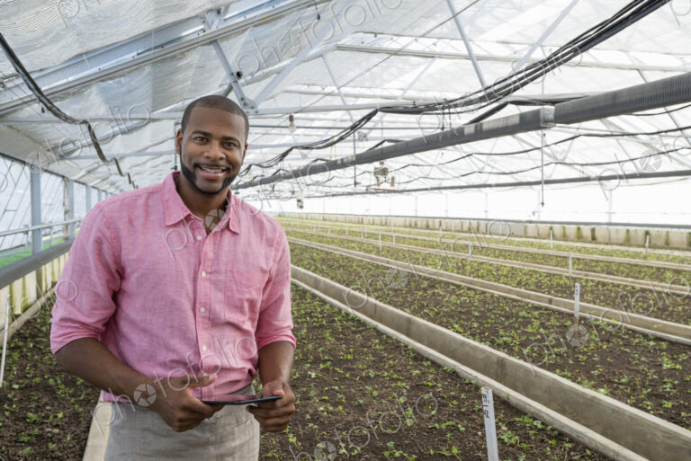 A commercial greenhouse in a plant nursery growing organic flowers. A man holding a…