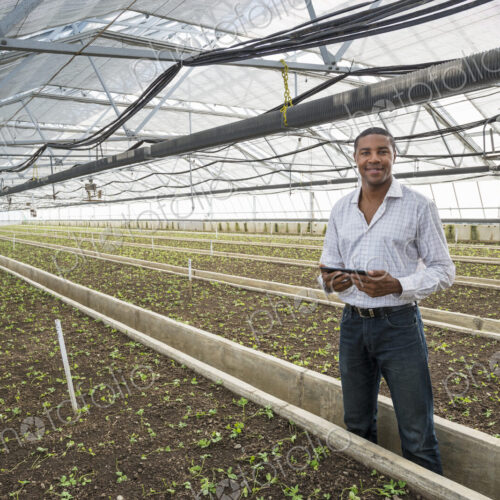 A commercial greenhouse in a plant nursery growing organic flowers. A man holding a… A commercial greenhouse in a plant nursery growing organic flowers. A man holding a…