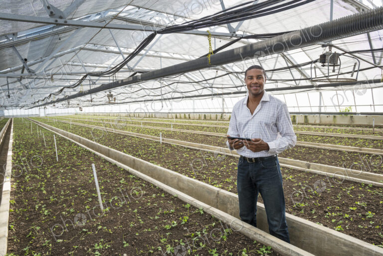 A commercial greenhouse in a plant nursery growing organic flowers. A man holding a…