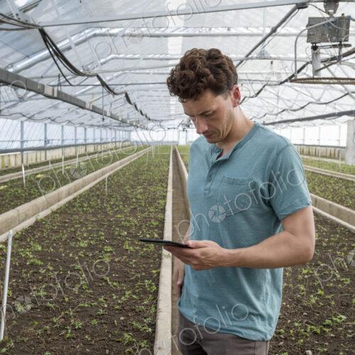A commercial greenhouse in a plant nursery growing organic flowers. A man using a… A commercial greenhouse in a plant nursery growing organic flowers. A man using a…