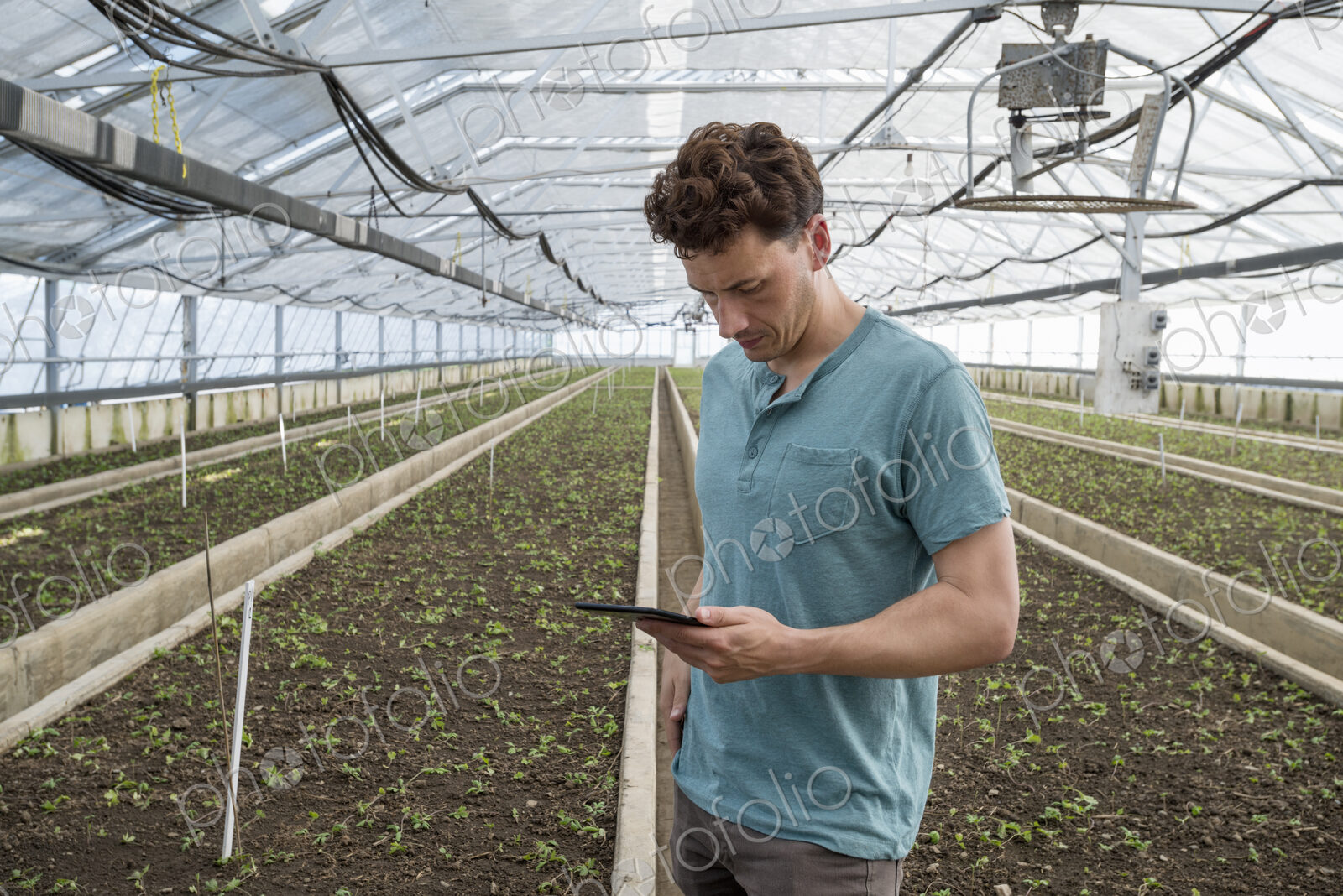 A commercial greenhouse in a plant nursery growing organic flowers. A man using a…