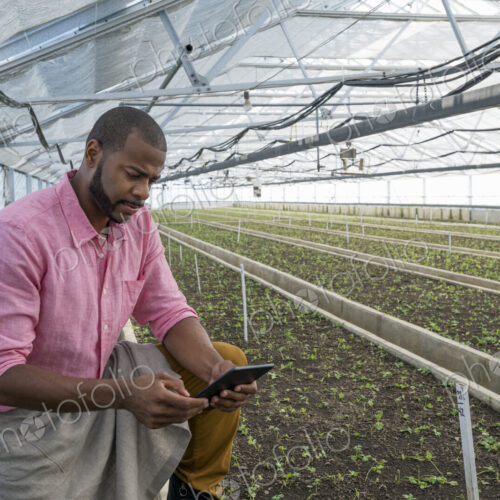 A commercial greenhouse in a plant nursery growing organic flowers. A man using a… A commercial greenhouse in a plant nursery growing organic flowers. A man using a…